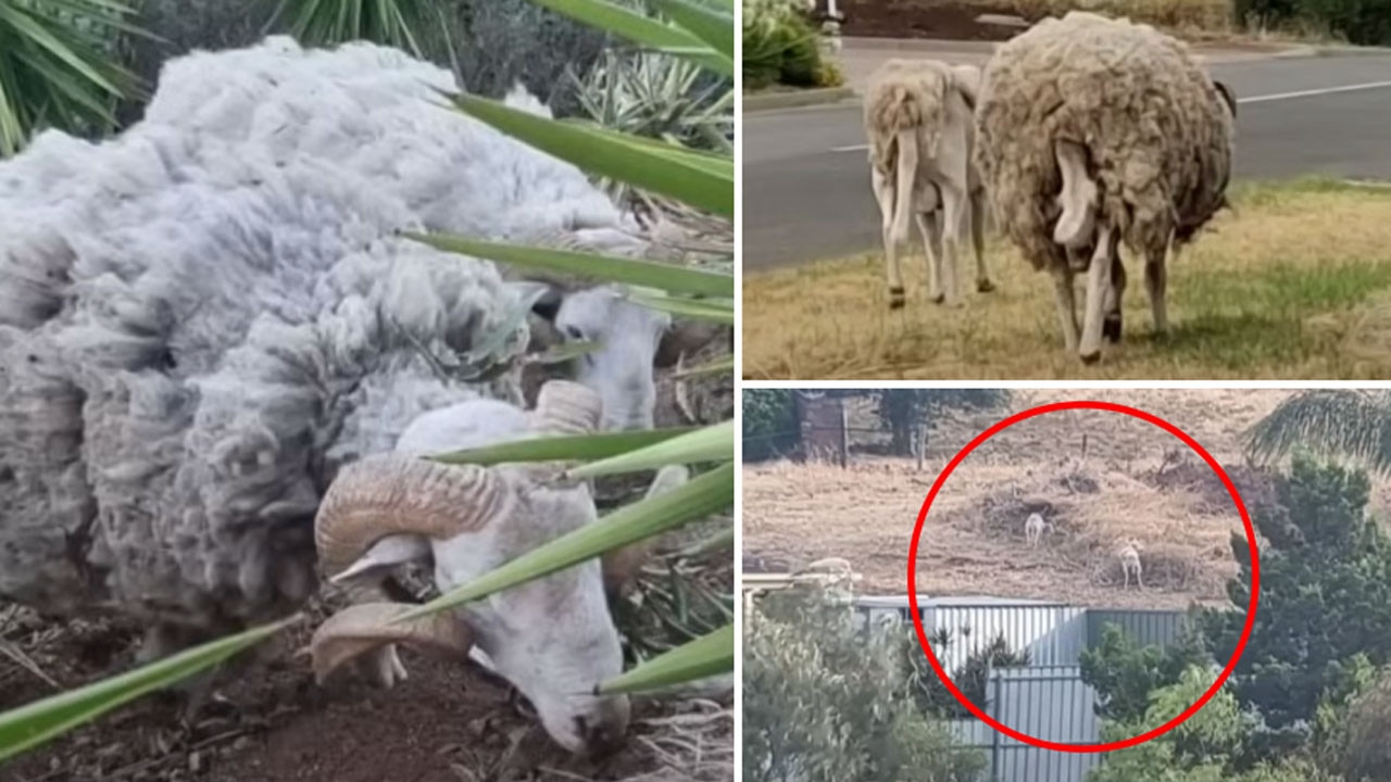 Wild flocking ferals: Shear fury as sheep run riot in Adelaide suburbs