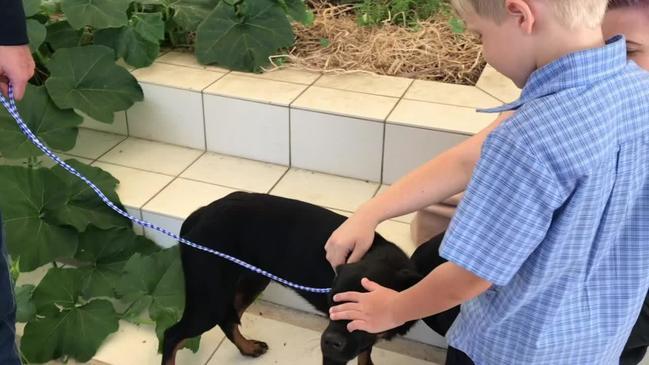 WATCH: Rosie the Kelpie pound puppy visits Gordon White Library