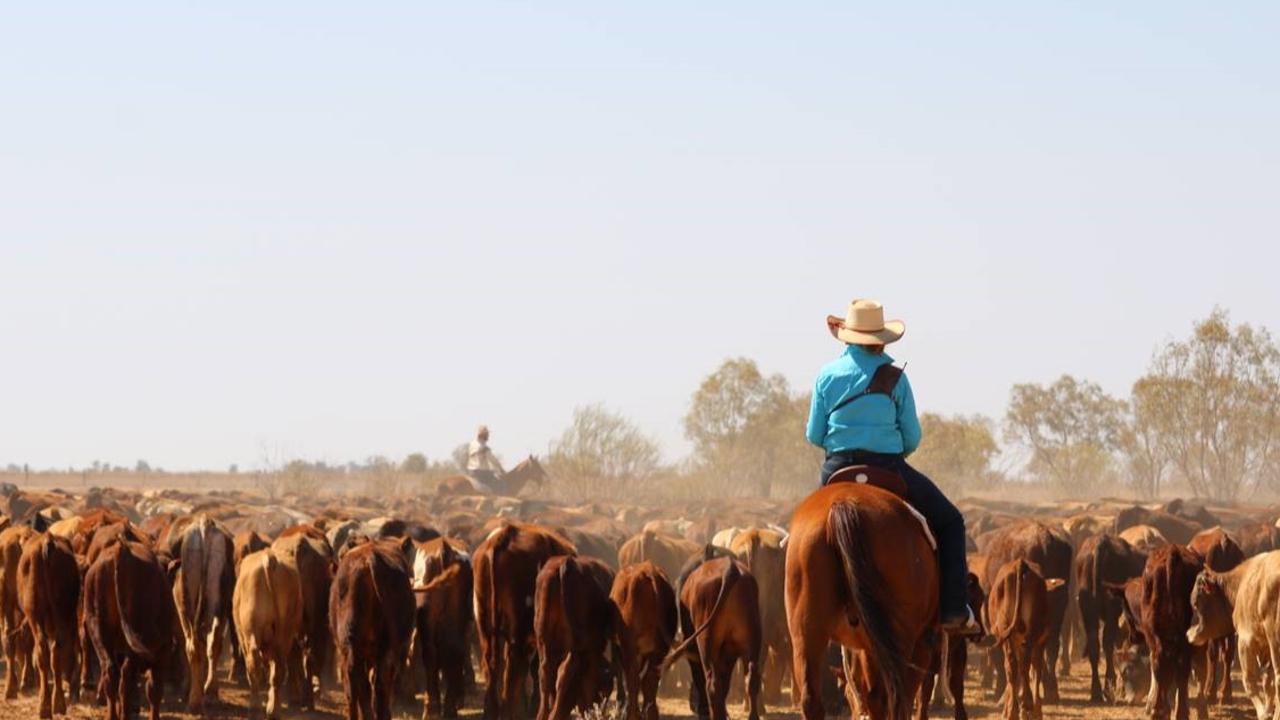 Mustering at Herbert Down, Marion Downs Station. Photo: North Australian Pastoral Company/NAPCo