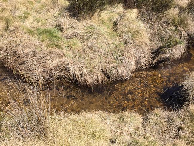 What parts of the national park look like after being populated by the brumbies.