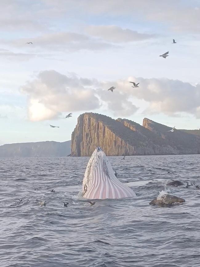 Humpback whales feeding off the mouth of Fortescue Bay at dawn on Friday. Image: Kane Bowman