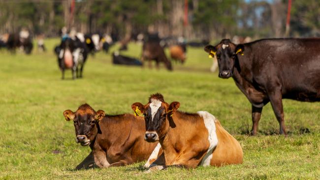 The Morgan-French family milks more than 2200 cows.