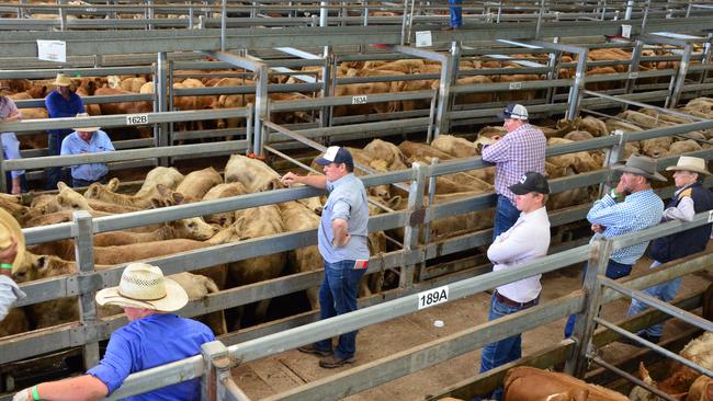 NRLX buyers at the NRLX weaner sales before the saleyards were shut down in July.