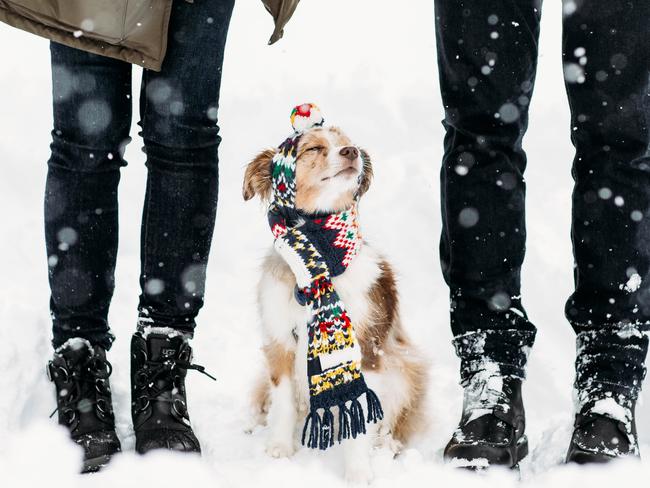 Lola the Mini Aussie ... “When it’s snowing and you just close your eyes because your so damn happy.” Picture: Instagram