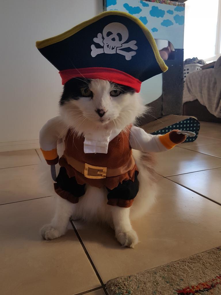 Harley cat being a pirate Picture: Vanessa Croft