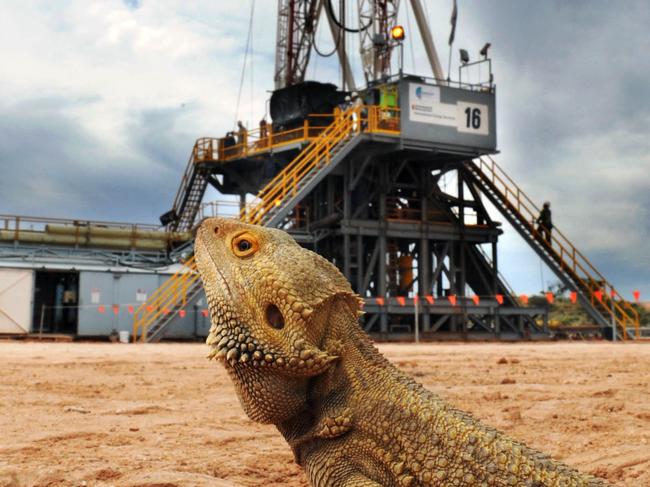 Beach Energy's Cooper Basin oil and gas fields. A bearded dragon lizard looks at the Endeavour-1 shale gas well drilling rig near Innamincka, SA.