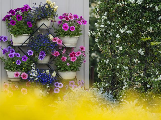 Paul and Noela Rubb, Schultz-Haden Rd, Haden, Garden for Good 2020, Carnival of Flowers 2020, Friday, September 25, 2020. Picture: Kevin Farmer