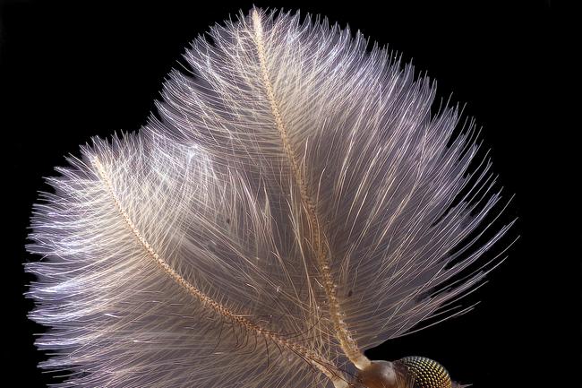 Nikon Small World 2019 4th Place - Male mosquito Jan Rosenboom Universität Rostock Rostock, Mecklenburg Vorpommern, Germany