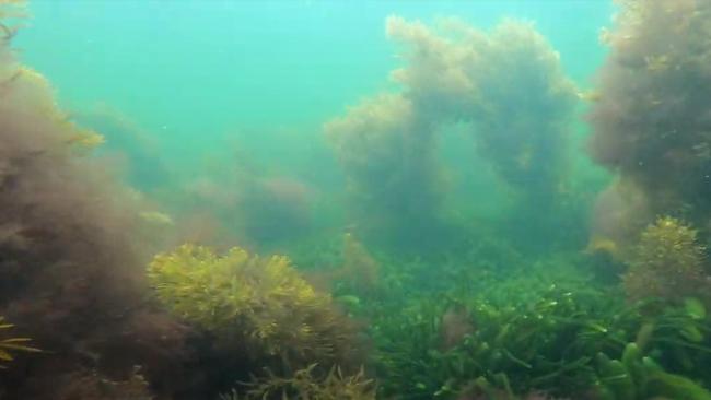 Footage of Tinderbox Marine Reserve taken in September 2020. Picture: SUPPLIED