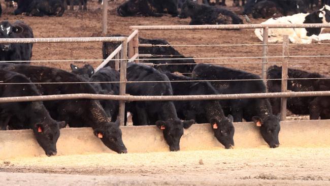 Cattle are seen grazing in Coalinga, California. Picture: David Swanson