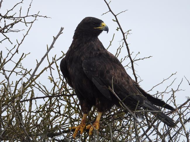 Galapagos hawk. Picture: Penny Hunter