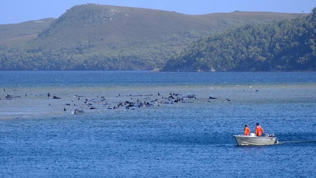 The mass stranding of pilot whales at Macquarie Heads on a sand bank in north west Tasmania. Photo: Ryan Bloomfield