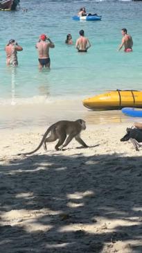 Monkey caught red-handed stealing from tourists