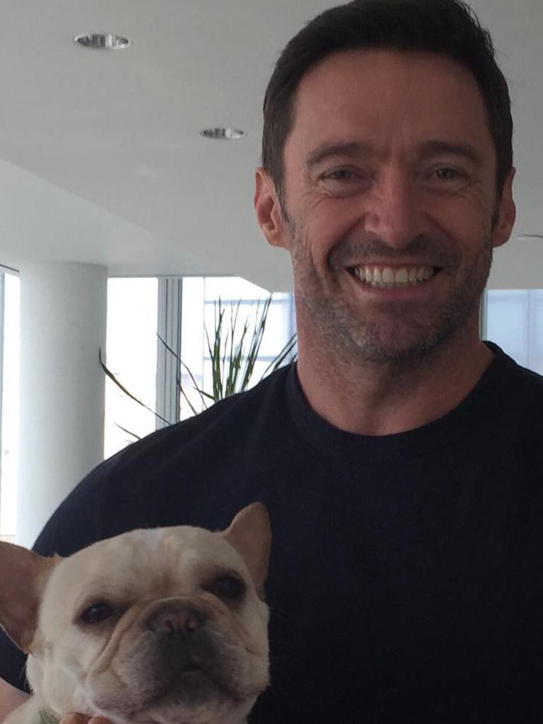 Hugh Jackman’s French bulldog has died.