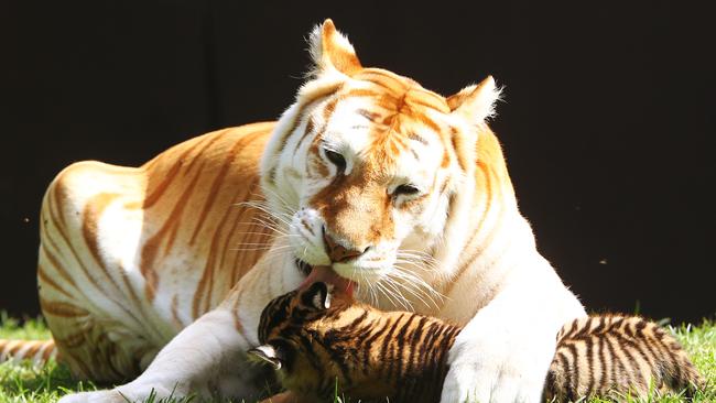 Sita playing with Bengal tiger cubs, nicknamed Arrow and Anchor.