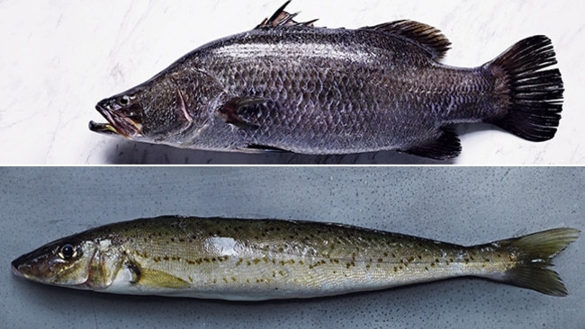 Top: Barramundi. Bottom: King George whiting.