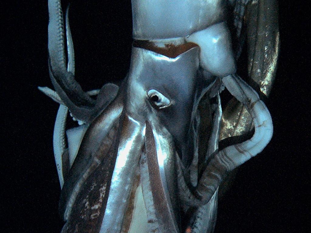 This squid captured on video is thought to have been eight metres long and roams the depths of the Pacific Ocean. Picture: AFP