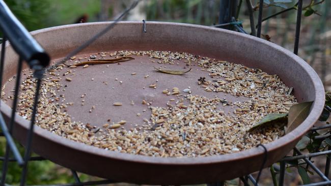 Mr Edwards said his wife feeds the native birds via a feeding plate on his backyard. Photo: Elizabeth Neil