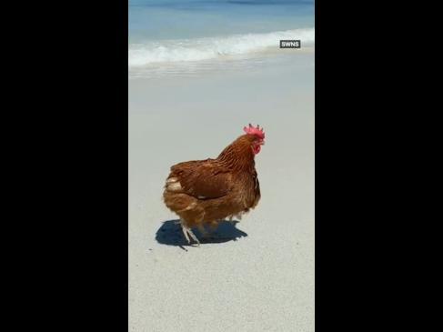 Ex-battery hen rescued and living out her best life in Perth