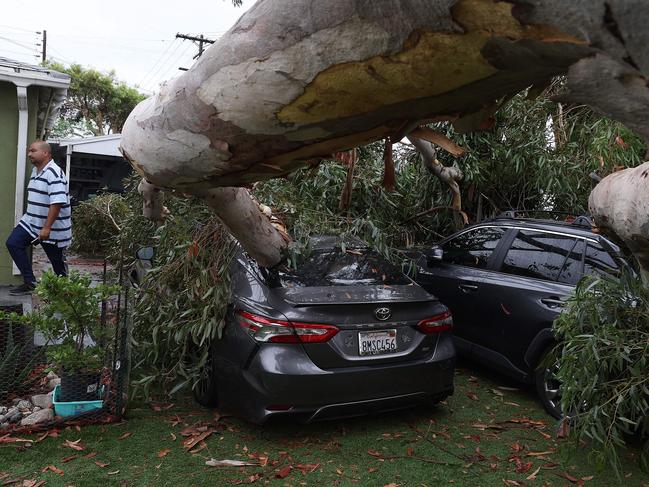 A large eucalyptus tree branch rests on cars after falling overnight as tropical storm Hilary moved through the area in Sun Valley, California. Picture: Getty Images/AFP