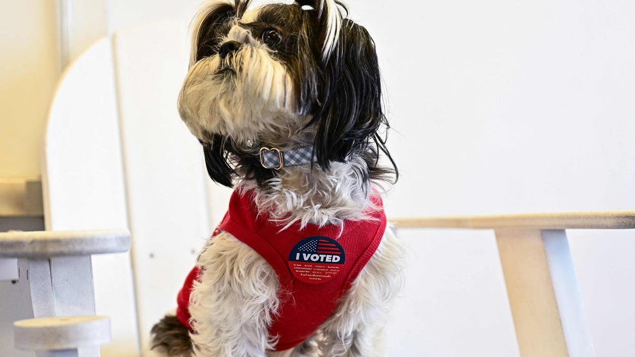 A dog sits with an "I Voted" sticker after their owner voted at a polling location during the "Super Tuesday" presidential primary in Los Angeles, California on March 5, 2024. Picture: Patrick T. Fallon/AFP