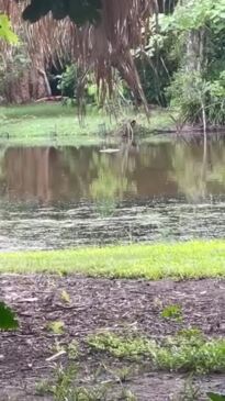 Croc removed from Greenslopes St lake