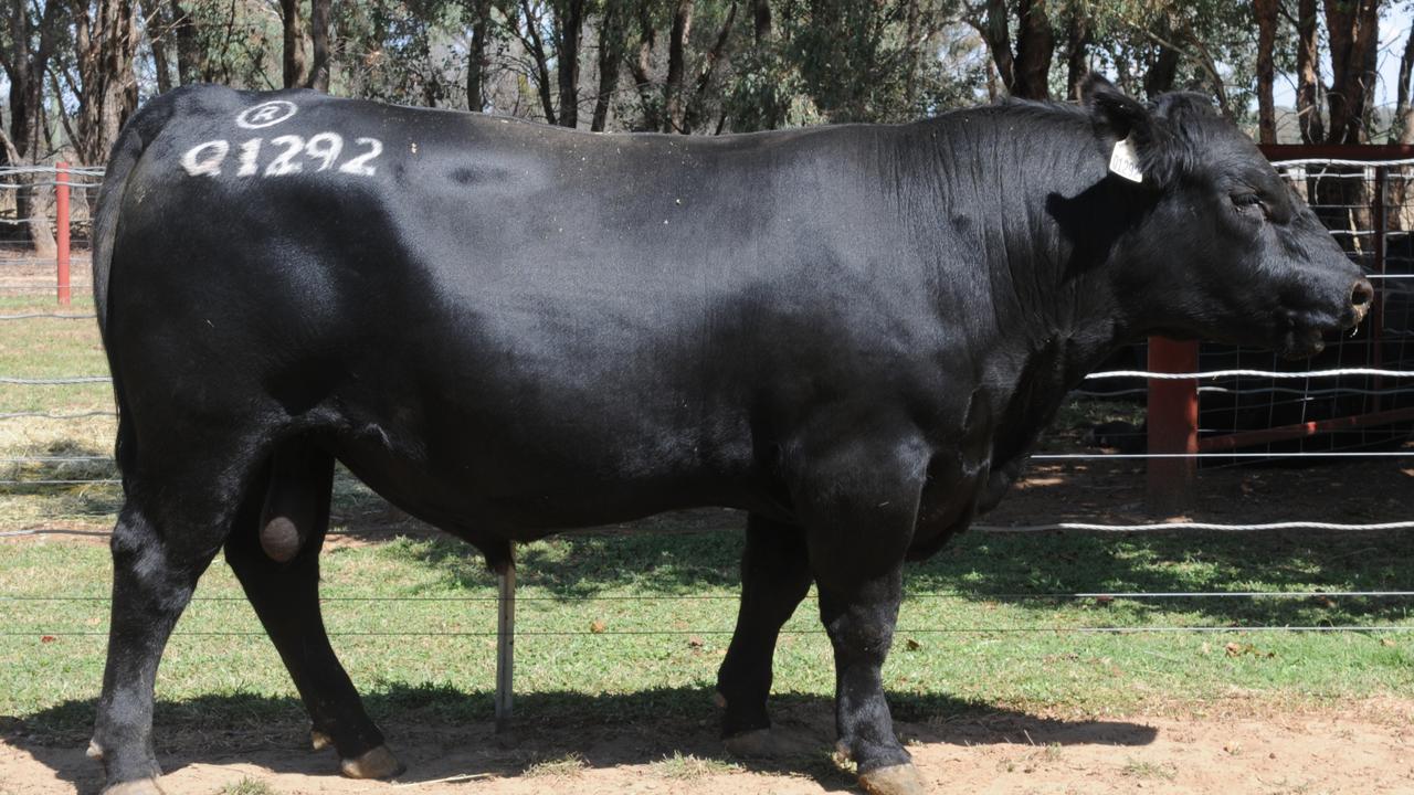 Rennylea bull sale: Yearling sires steal show | The Weekly Times