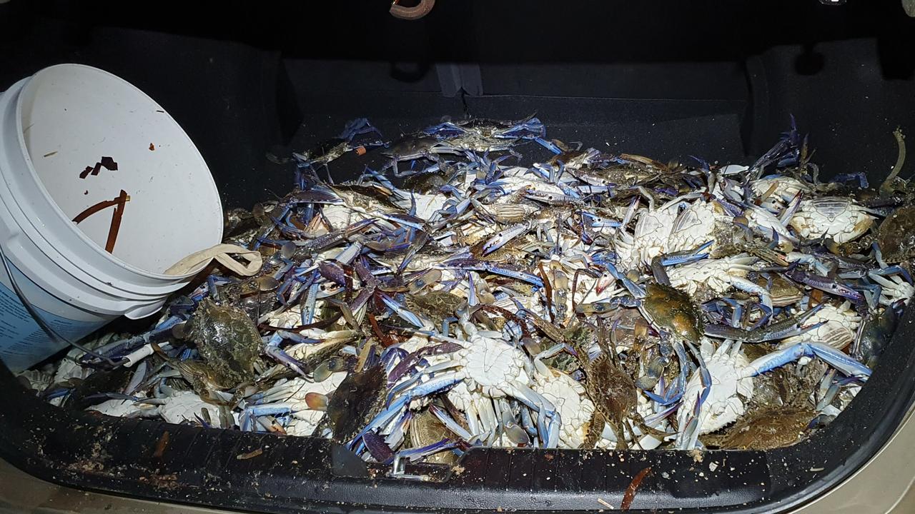 Fisheries officers see red at car full of blue crabs