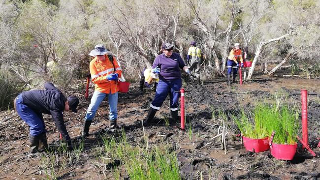 South East Regional Centre for Urban Landcare holds a corporate group planting day with BHP at its Adenia project site in 2022. Picture: Facebook / SERCUL