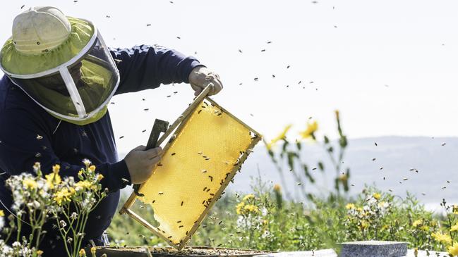 Keep calm, apparently bees can tell when you get scared!