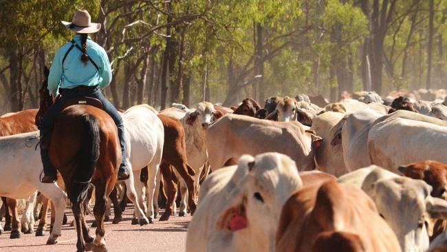 North Burnett graziers often rely on locals to call in wandering cattle, with wild weather and heavy rain affecting fence lines. ​