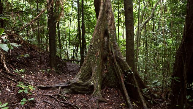 The Blue Arrow Walking Track in the Mount Whitfield Conservation Park.