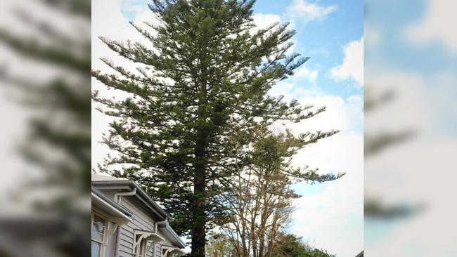 ‘Irresponsible’: Why century-old city tree is being knocked down