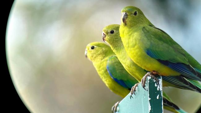 Made it ... orange-bellied parrots back at Melaleuca in the South West Wilderness. Picture: NRE Tasmania