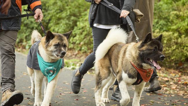 Million Paws Walk in the Adelaide Botanic Gardens, Sunday, May 28, 2023. Picture: Matt Loxton