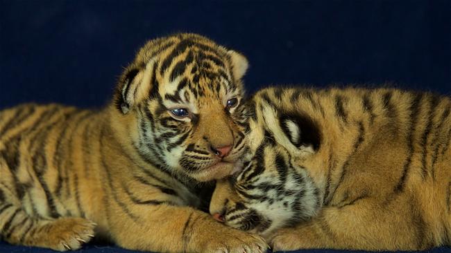 The cubs will move into a specially-designed nursery den at Tiger Island in coming days.