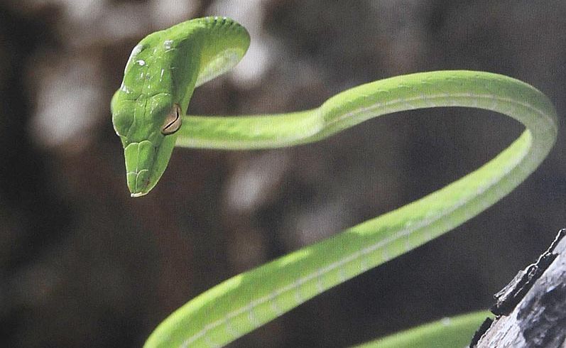 Craig Parry’s striking photo of a vine snake taken in Java. Picture: Doug Eaton