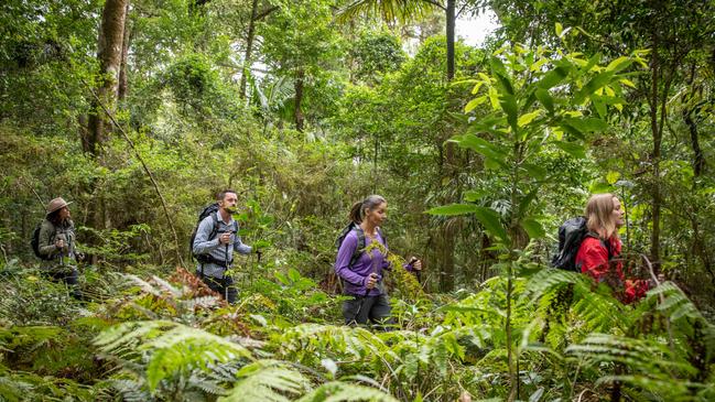 Scenic Rim Trail