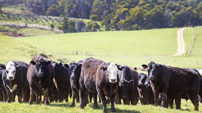 Some of the cattle run across two properties. Picture: Chris Kidd