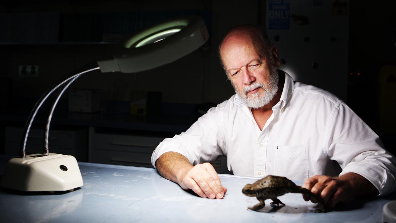 Tasty toxins set trap for cannibal cane toad tadpoles | The Australian