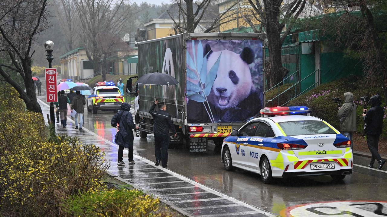 A truck carrying giant panda Fu Bao leaves after her farewell ceremony. Picture: Jung Yeon-je/AFP