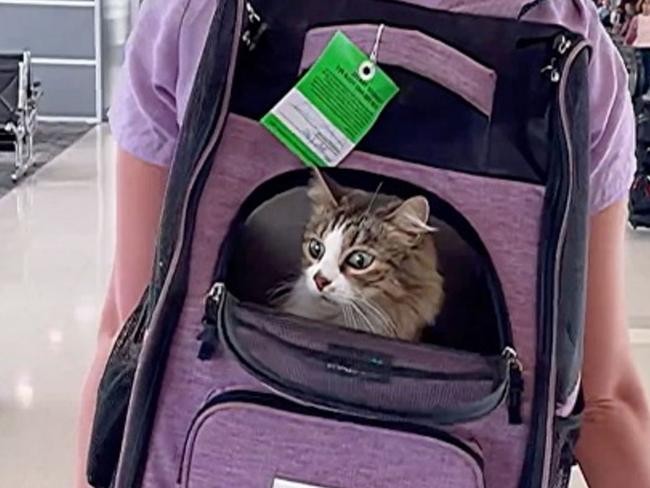CATERS NEWS (PICTURED Bao Zi in his cat carrier in the airport) This curious cat has been broadening her horizons as she has spent the last two years travelling the world with her owners. HÃÂ©lÃÂ¨ne Vincent, 34, who works in education technology, and her wife, Alice, 38, who works in insurance, both from Boston, USA, have been taking their cat Bao Zi, six, a half Maine coon rescue, on trips around the world. The trio of travellers have been nomad living for the last two years and have so far visited five countries, 45 states and 22 national parks. Inspired by their love of freedom and spontaneity the couple encouraged their cat's curiosity to see and experience new things all over America and Europe. SEE CATERS COPY