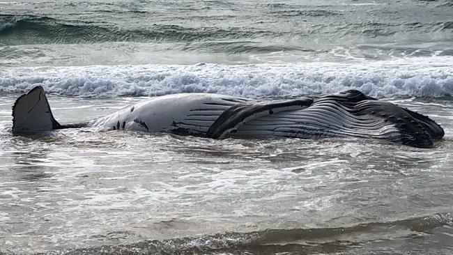 The cause of the juvenile humpback’s death is unknown. Picture: Graham DPE