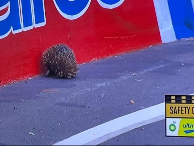 An echidna appearance trigged a wild finish to this year's race.