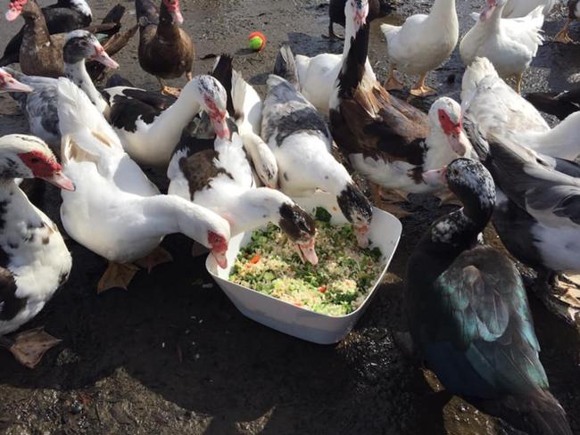 Diana Batkin took the ducks food but then decided to take them home as it was clear they would die if they were left at Powells Creek.