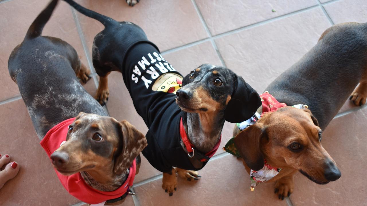 There were dachshunds everywhere at the Mackay Dachshund Christmas Party. Photo: Janessa Ekert