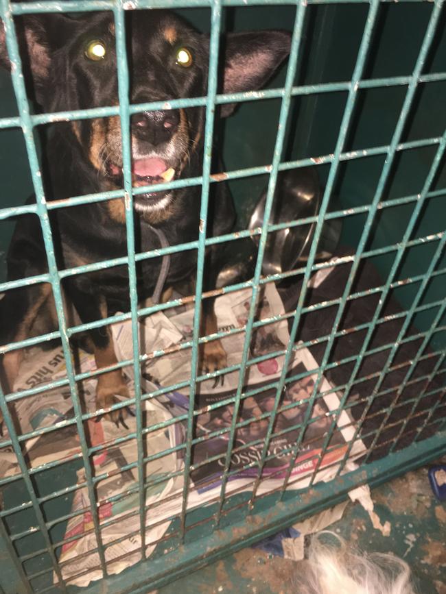 A kelpie is in a cage with its water bowl empty. Picture: Supplied/SACAT