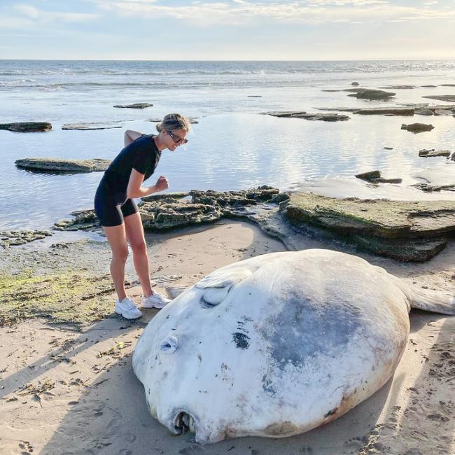 Brit Selwood uncovers a sunfish at 13th Beach. Picture: Instagram/@britselwood