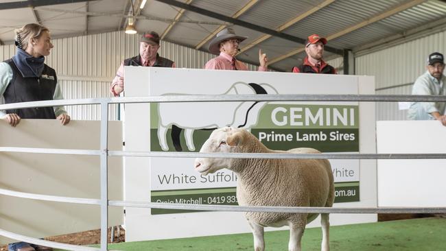 The Gemini ram sale. Picture: Zoe Phillips