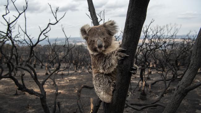 A Koala looking back towards Kingscote on the Playford Highway, after the fires. Picture: Brad Fleet